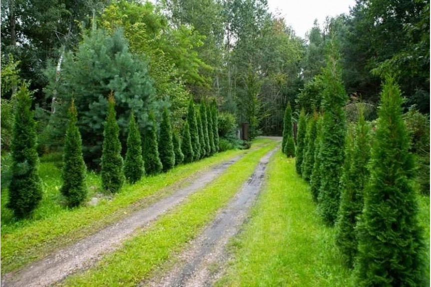 grodziski, Żabia Wola, Siedlisko ze stawem w otulinie lasów