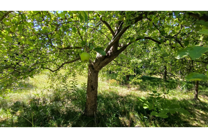 grodziski, Baranów, Boża Wola, Dom z potencjałem z aktrakcyją działką .